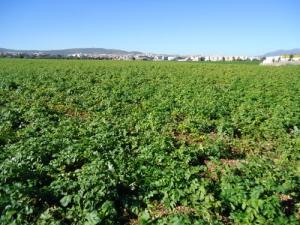 Culture de Pommes de Terre dans la périphérie de Guelma