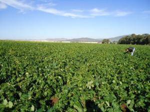 Champ Agricole de Pommes de Terre aux alentours de Gulema