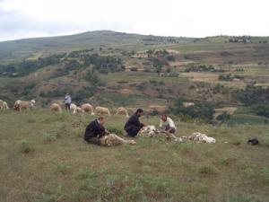 تربية الماشية بضواحي  العمارية