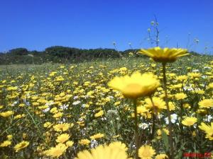 Fleurs de Printemps dans une Prairie de Ben Djarah