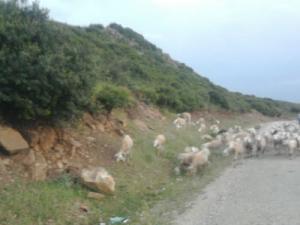 Elevage de Moutons aux alentours de Ben Djarah (Wilaya de Guelma)