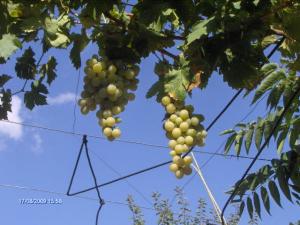 حقول العنب ببلدية  واد سڨين