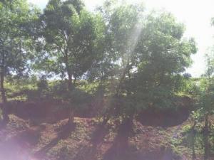 Les arbres de Mechta Douakha (périphérie de Guelma)