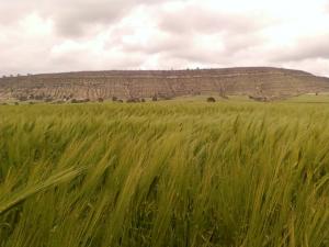 حقول القمح بضواحي دوار بريش