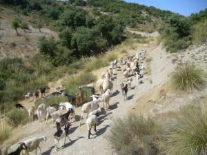 تربية الماشية بضواحي  قرية بني غبولة أجمعة