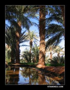 واحات منطقة 