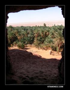 واحات نخيل بمنطقة 