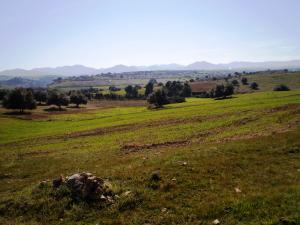 حقول القمح و أشجار الزيتون ببلدية 