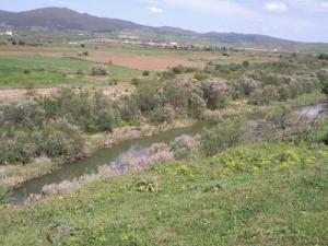 Elderdar- Meshta Dwakha