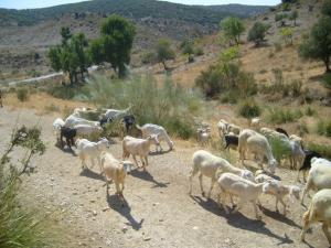 تربية الماشية بضواحي 