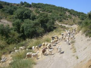 تربية الماشية بضواحي 