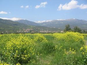 حقول منطقة  شيخون  (ولاية بجاية)