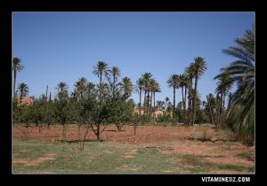 حقول فلاحية بضواحي  تيوت