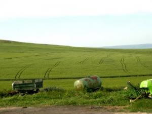 Culture de Céréales à Guelma