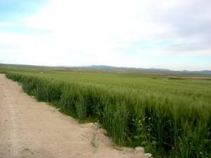 Culture de Céréales dans la commune de Tamlouka
