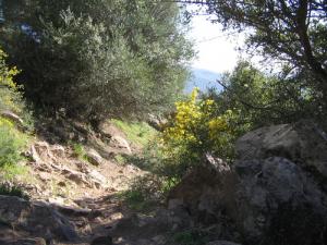Sentier Forestier à Mahouna