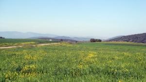 Végétation et Fleurs Sauvages dans la Région de Meguesmia