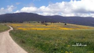 Bouchegouf (Route menant a Sidi dhaif)