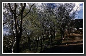 مدينة تلمسان في سنة 1955