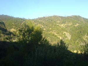 صورة من الغابة الجبلية لبلدية  الأخضرية