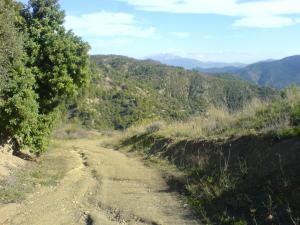 صورة من الغابة الجبلية لبلدية  الأخضرية  (2)