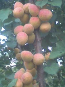 أشجار المشمش