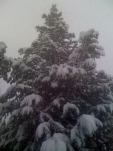 Djbel Elwahche sous la neige (Constantine)