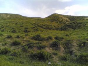 Verdure aux alentours de Constantine