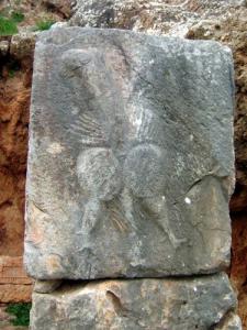 Tiddis-Oiseau phallique--