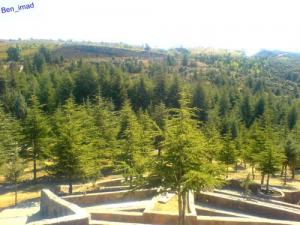 Forêt de ben Chicao à Médéa