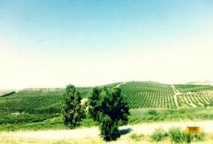 Irrigation agricole prés de la commune de Zoubiria