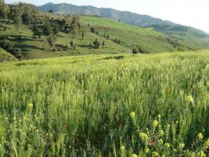 Culture de Céréales aux alentours de Médéa