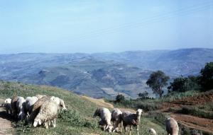 Elevage de Moutons dans la commune de Damiat
