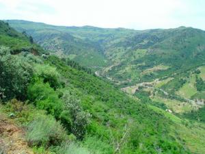 Medea - Forêt de Oued Lahrech