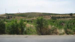 BEAU PAYSAGE DE NOTRE BELLE PATRIE  LA PLAINE DE MITIDJA  RN01 DE MEDEA VERS BLIDA