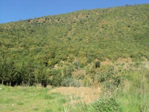 Les Vastes Forêts d'El Hamdania