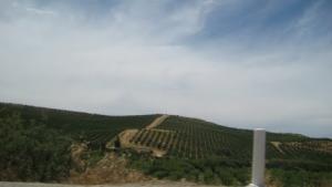 RN 01 PLAINE DE MITIDJA CHAMP DE VIGNE ET AUTRES ARBRES FRUITIERS