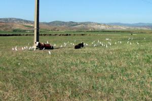 Aigrettes gardes-boeufs à Médéa