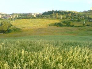 Près de El Metidji (Wilaya de Médéa)