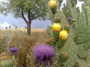 Quand ça sent l'été à Tebbal Mezghenna