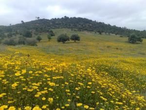 Arrivée du Printemps à Tebbal Mezghenna