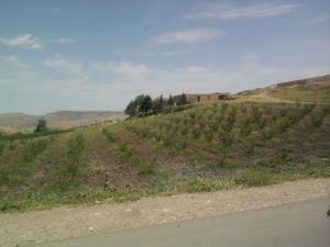 Culture arboricole aux alentours de Médéa