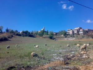 Elevage Ovin dans la périphérie de Médéa
