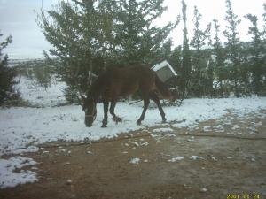 تربية الخيل بقرية  نمرة