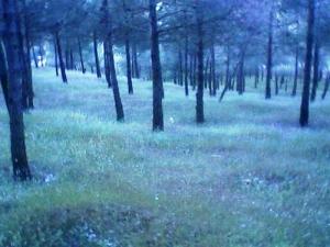 Forêt de jeunes Pins aux abords de Médéa