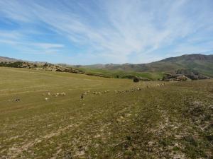 Paysage Pastoral à Berouaguia (Wilaya de Médéa)