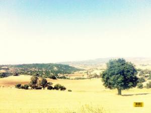 Végétation dans la région de Berouaghia