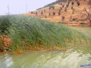 Végétations poussant sur les rives du Barrage de Ben Chicao