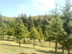 Les arbres de la forêt de Benchicao