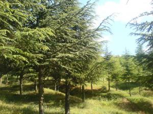 Verdure du Printemps sur la forêt de Ben Chicao